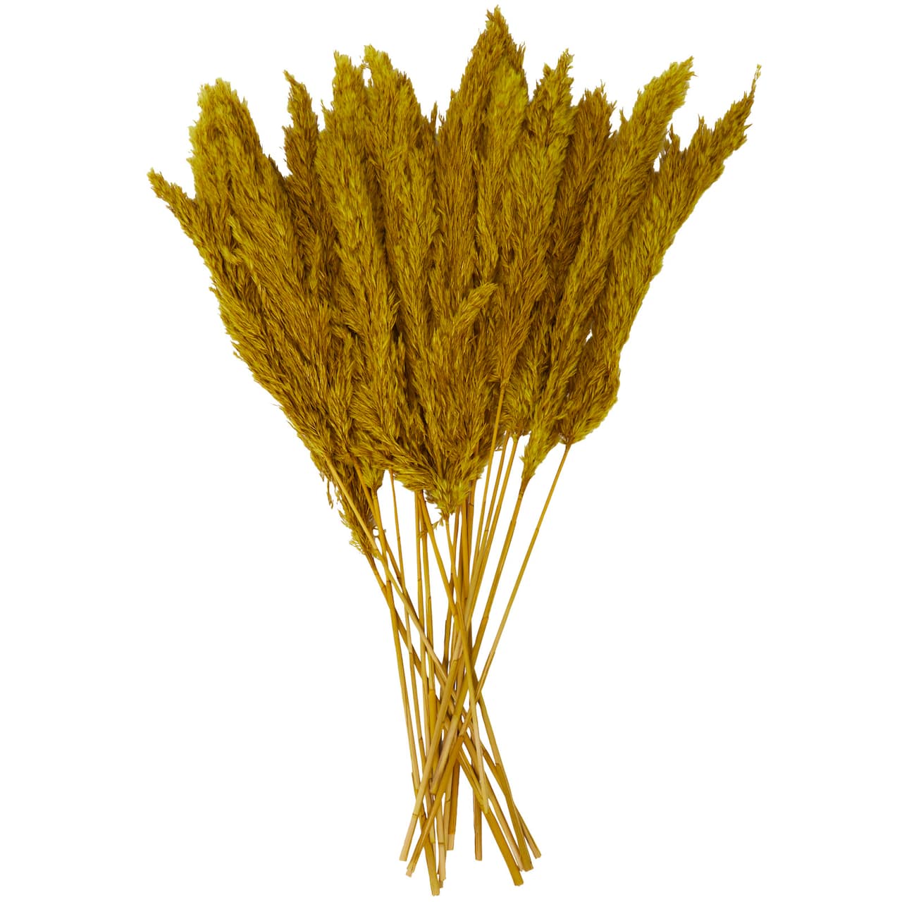 Dried Plant Pampas Natural Foliage with Long Stems